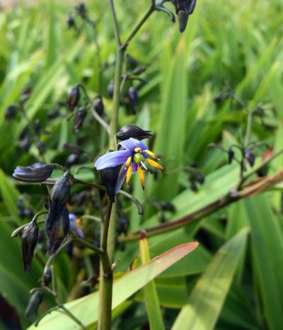 Dianella tasmanica 'Tasred' ®
