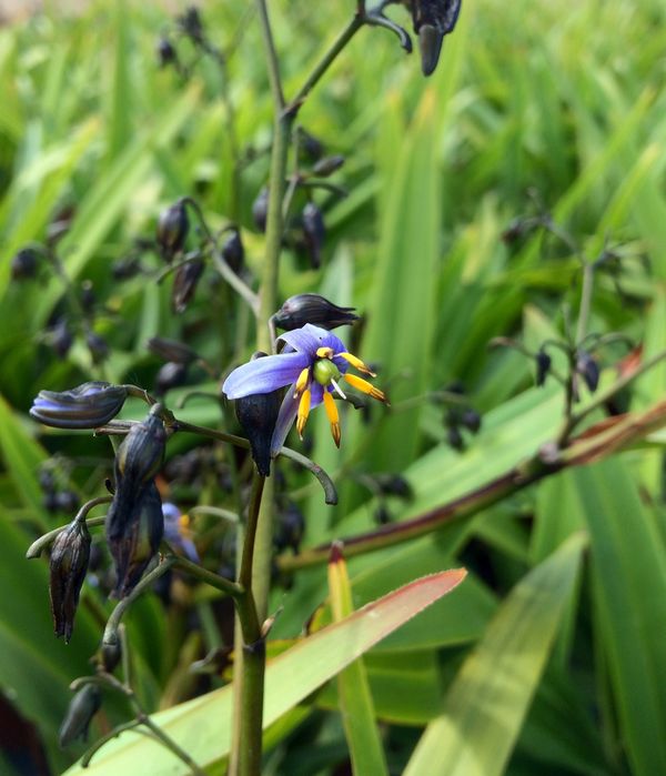 Dianella tasmanica 'Tasred' ®