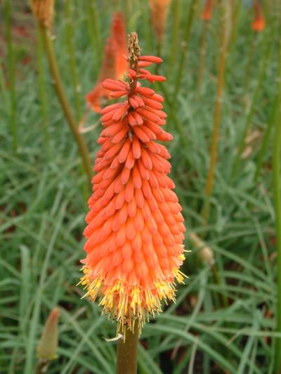 Kniphofia 'Alcazar'