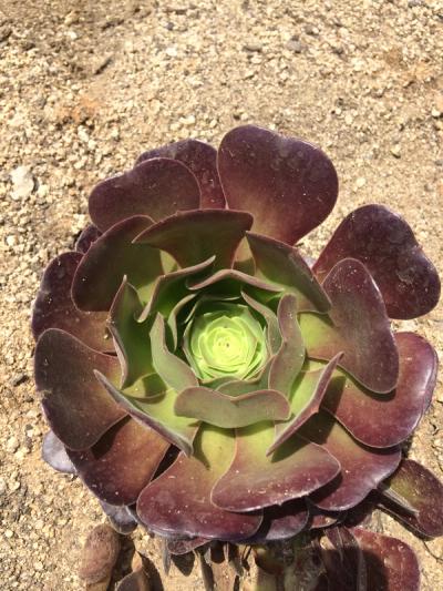 Aeonium 'Velour'