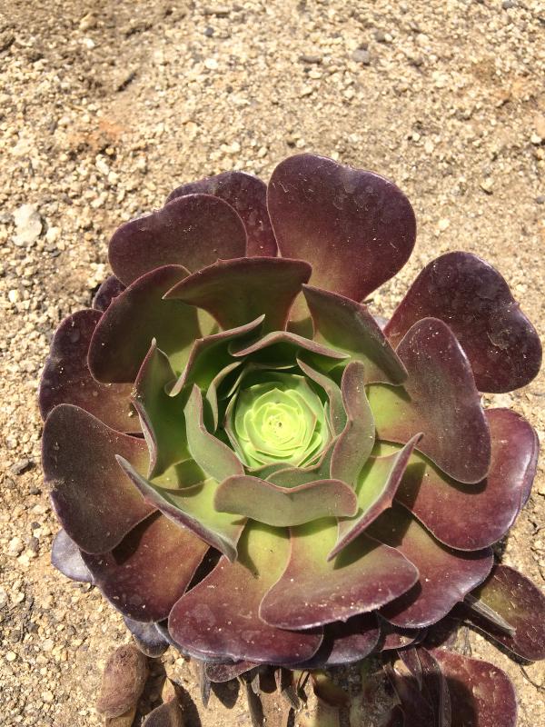 Aeonium 'Velour'