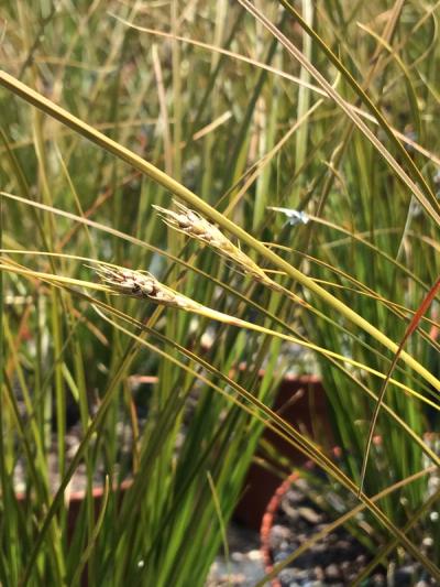 Carex testacea