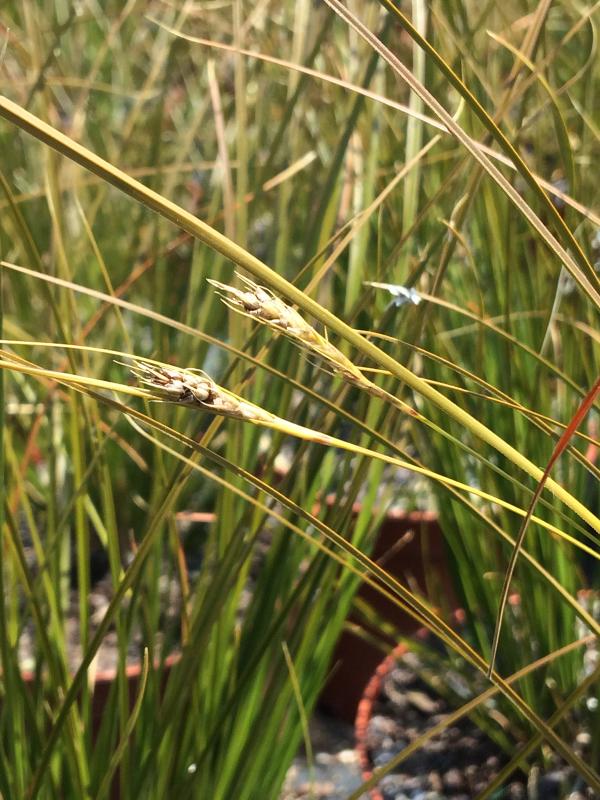 Carex testacea