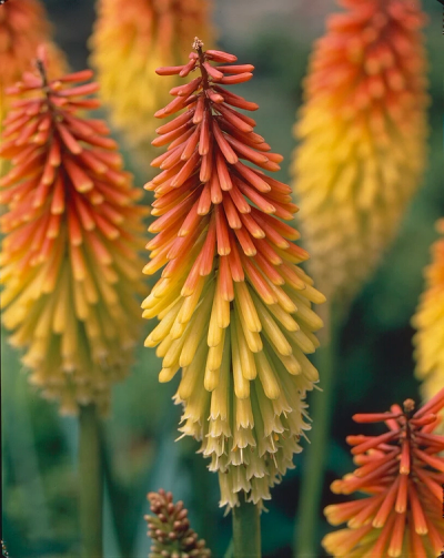 Kniphofia 'Grandiflora'