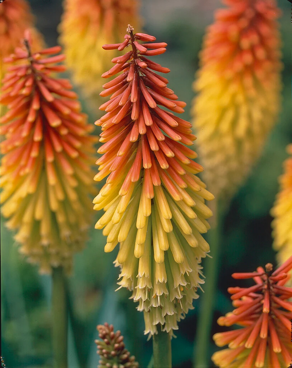 Kniphofia 'Grandiflora'
