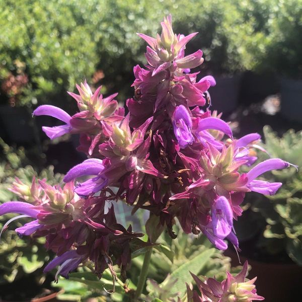 Salvia canariensis