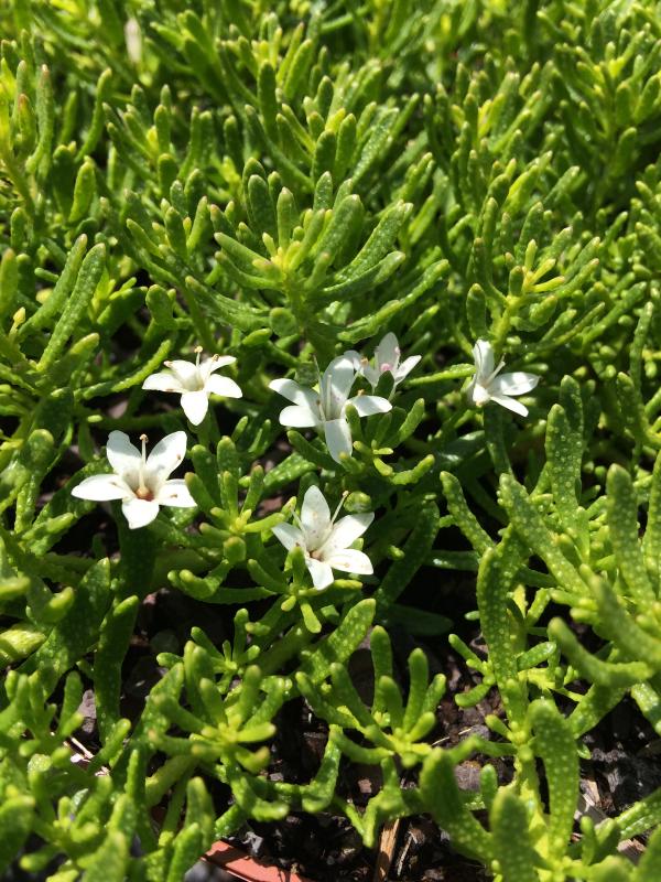 Myoporum parvifolium