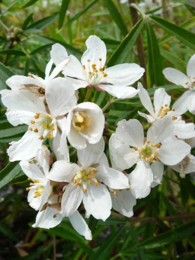 Choisya 'Aztec Pearl'