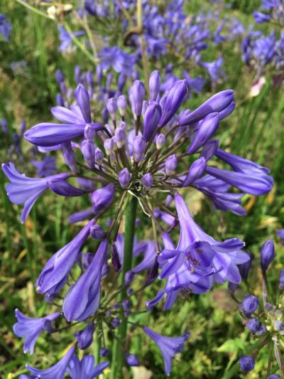 Agapanthus 'Streamline'