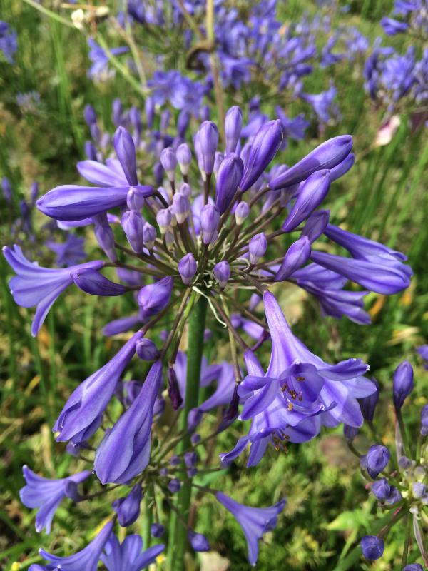 Agapanthus 'Streamline'