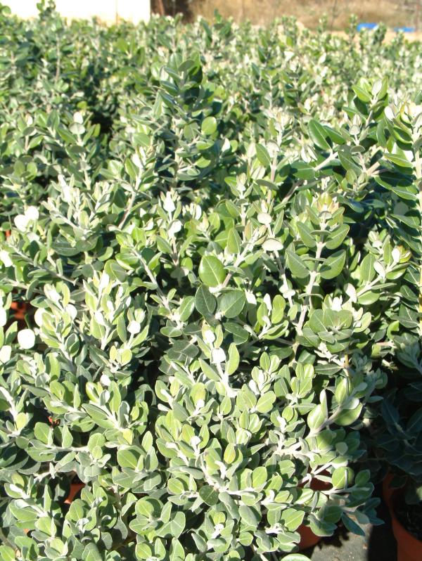 Metrosideros excelsa