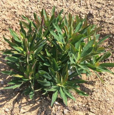 Euphorbia x martinii