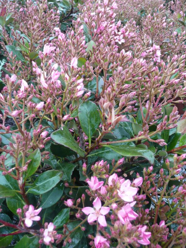 Rhaphiolepis x delacourii 'Springtime'