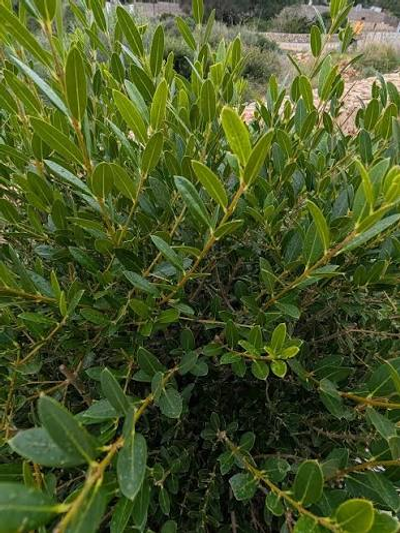 Phillyrea latifolia 
