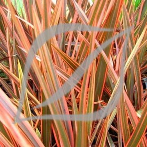 Phormium 'Flamin'