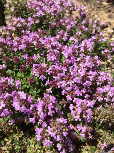 Thymus serpyllum