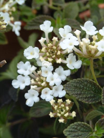 Lantana montevidensis 'Alba'