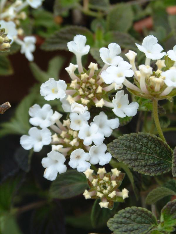 Lantana montevidensis 'Alba'