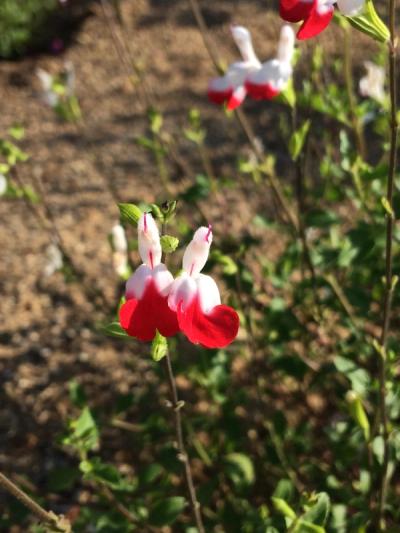 Salvia x jamensis 'Hot Lips'