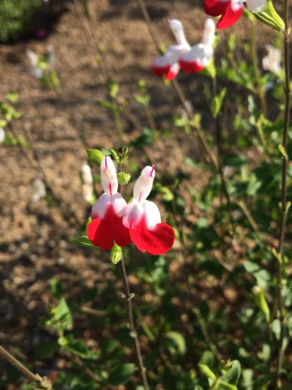 Salvia x jamensis 'Hot Lips'