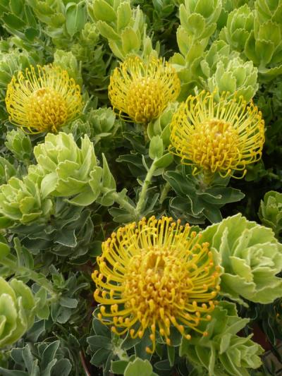 Leucospermum 'High Gold'