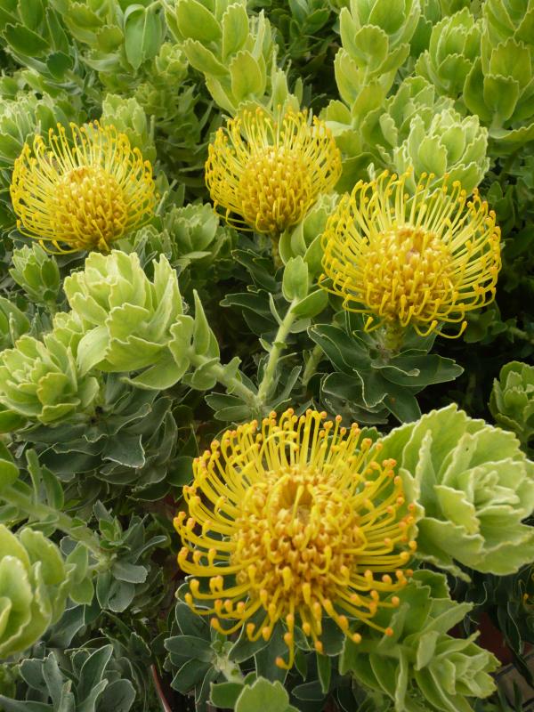 Leucospermum 'High Gold'