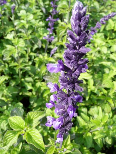 Salvia 'Indigo Spires'