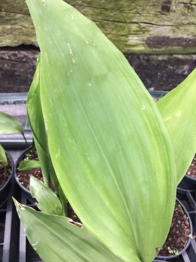 Aspidistra elatior