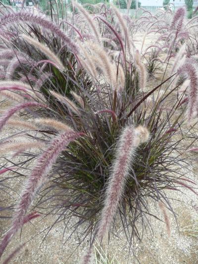 Pennisetum advena 'Rubrum'