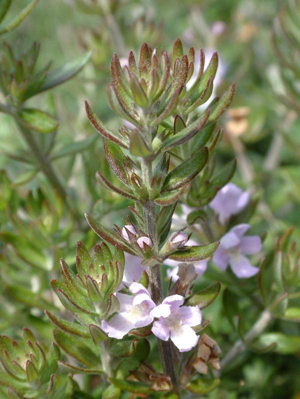 Westringia 'Jervis Gem'