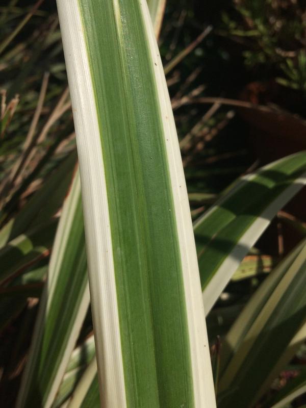 Dianella tasmanica 'Wyeena' ®