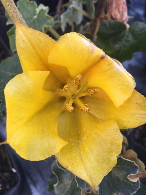 Fremontodendron 'California Glory'