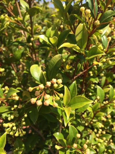 Syzygium paniculatum 'Newport'