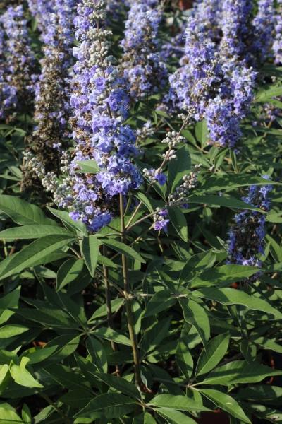 Vitex agnus-castus 'Latifolia'