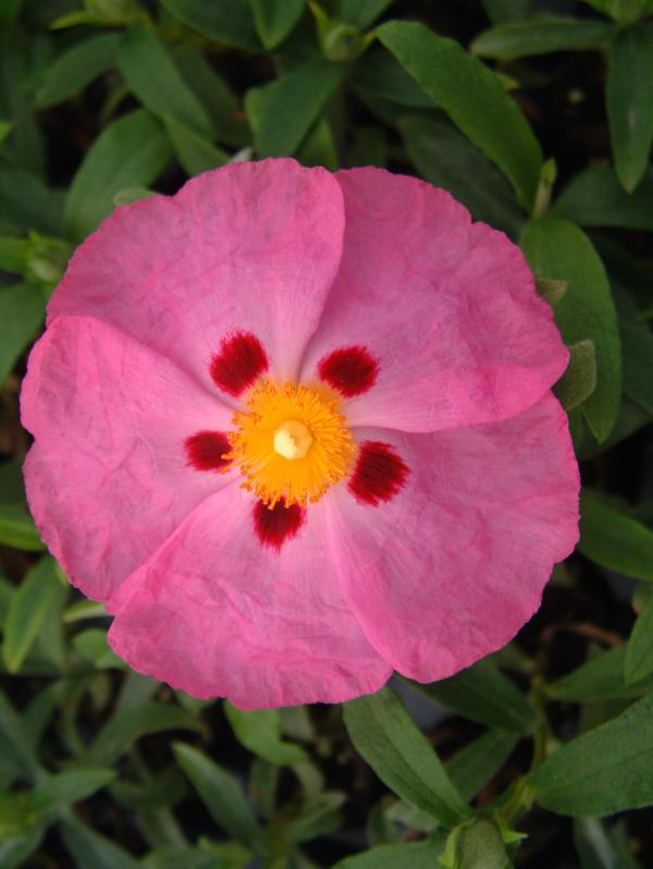 Cistus x purpureus