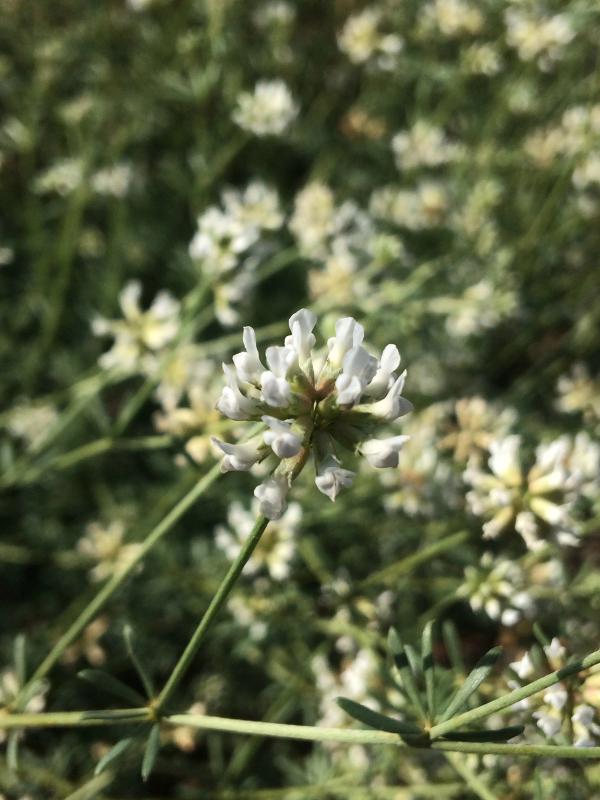 Dorycnium pentaphyllum