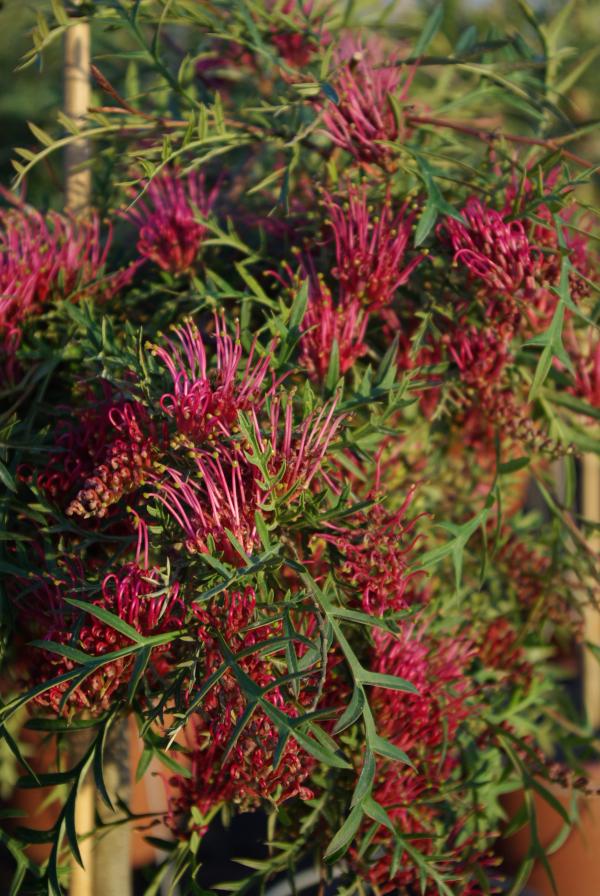 Grevillea 'Bronze Rambler'