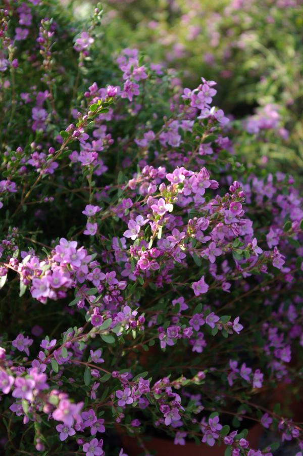 Boronia crenulata