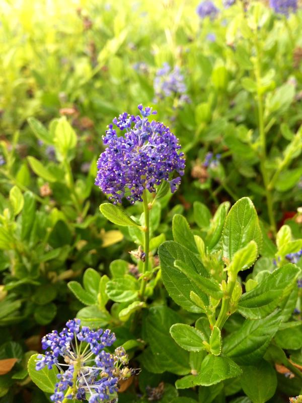 Ceanothus 'Skylark'