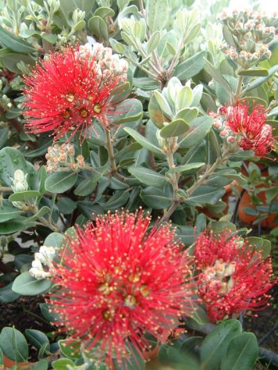 Metrosideros excelsa