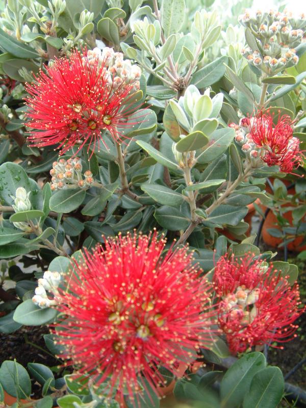 Metrosideros excelsa