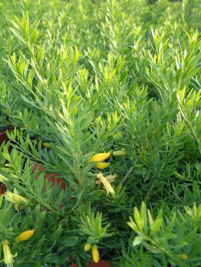 Eremophila maculata 'Aurea'