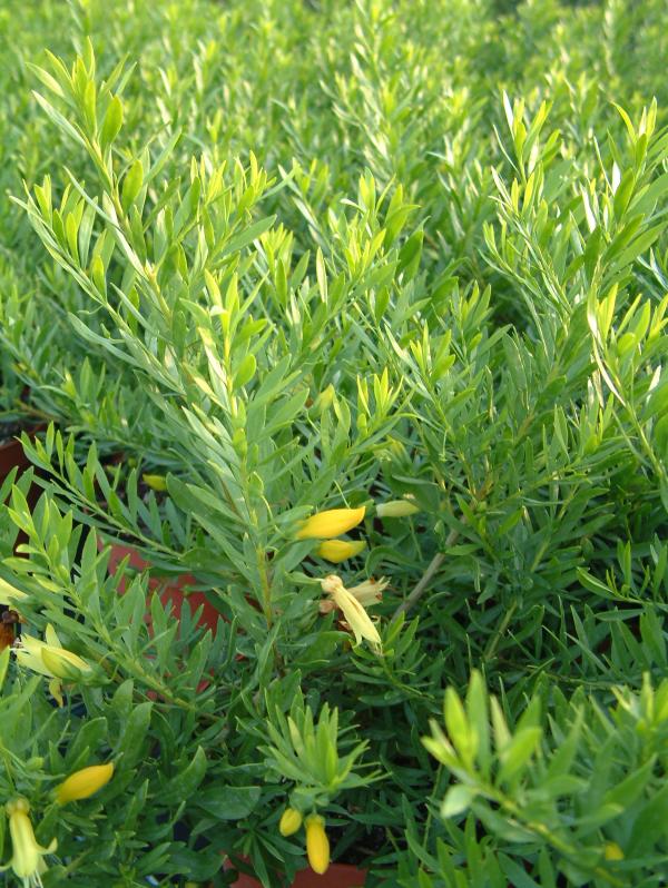 Eremophila maculata 'Aurea'