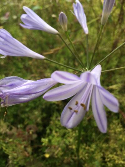 Agapanthus 'Peter Pan'