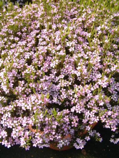 Coleonema pulchellum