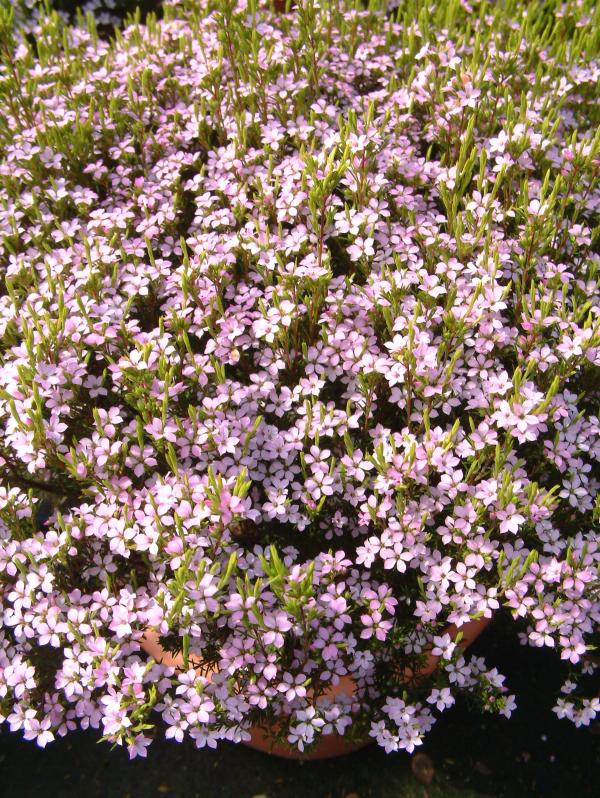 Coleonema pulchellum