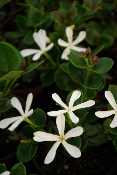 Carissa macrocarpa 'Prostrata'