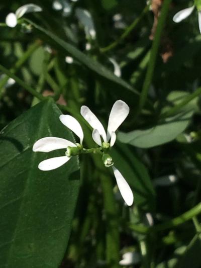 Euphorbia hypericifolia