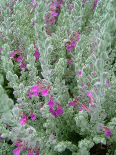 Teucrium marum