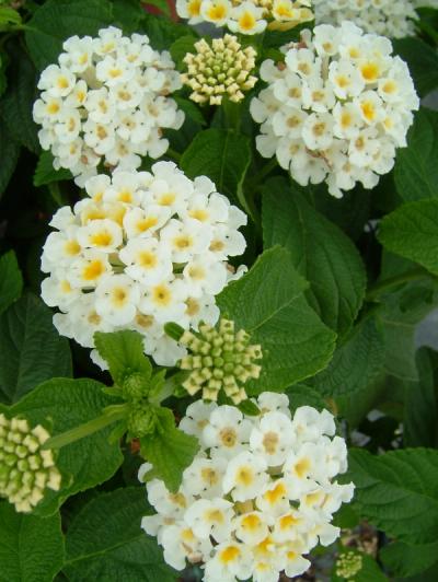 Lantana camara 'Bandana White' ®